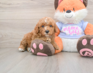 5 week old Poodle Puppy For Sale - Florida Fur Babies