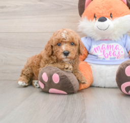 7 week old Poodle Puppy For Sale - Florida Fur Babies