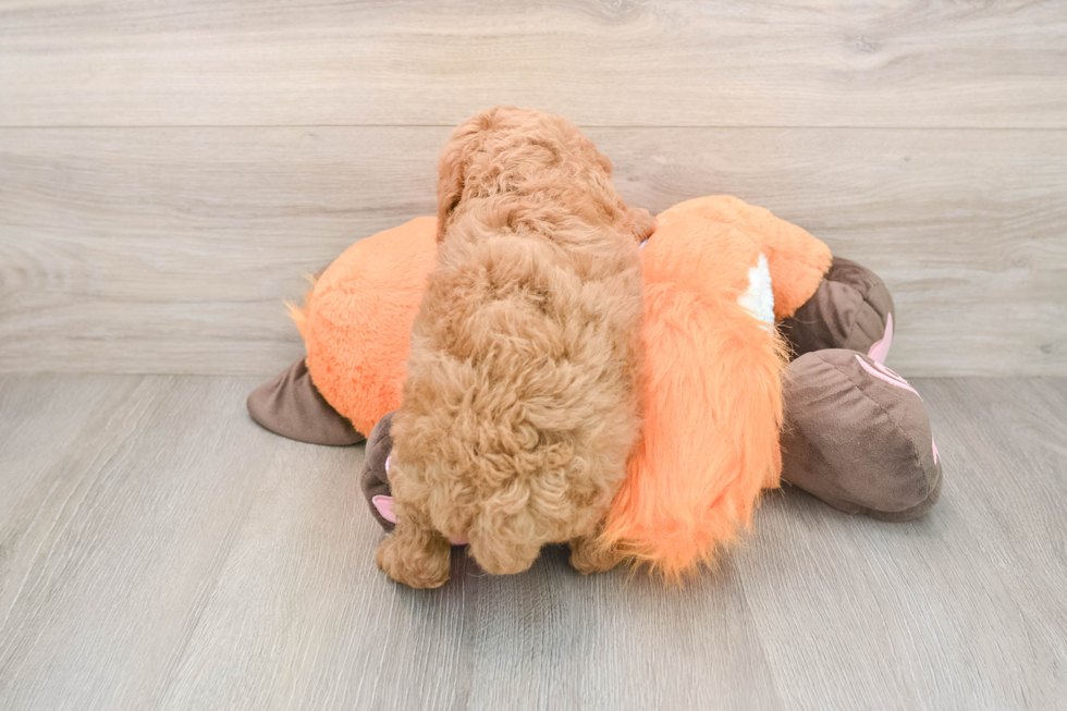 Little Poodle Purebred Pup