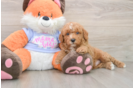 Hypoallergenic Poodle Purebred Pup