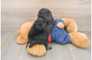 Small Poodle Purebred Pup