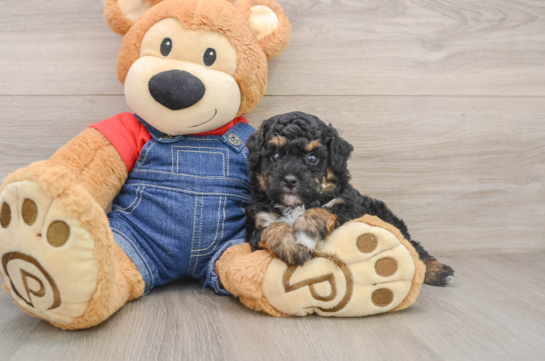 Playful Poodle Baby