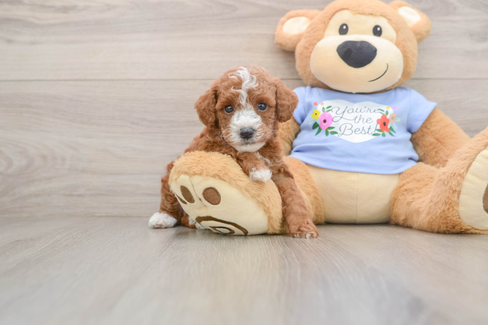 Energetic Pooodle Purebred Puppy