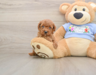 7 week old Poodle Puppy For Sale - Florida Fur Babies