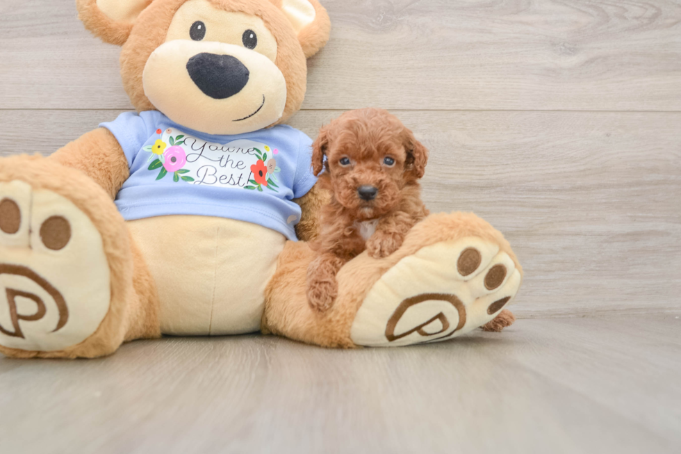 Poodle Pup Being Cute