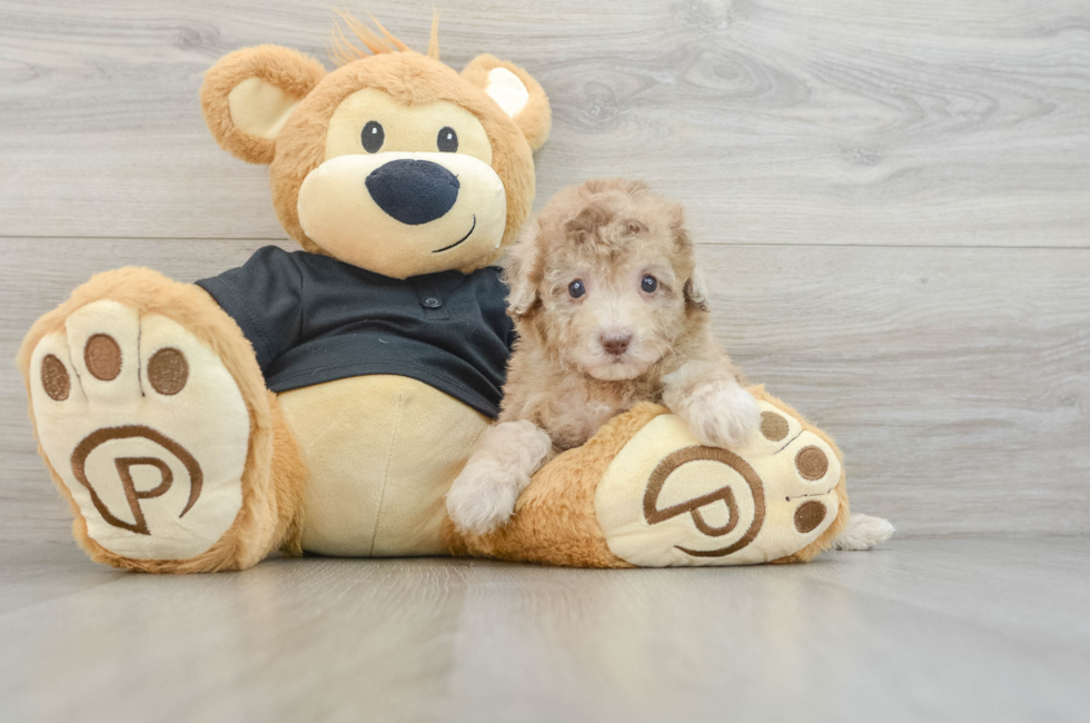 7 week old Poodle Puppy For Sale - Florida Fur Babies