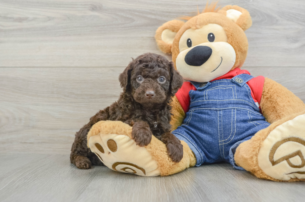 5 week old Poodle Puppy For Sale - Florida Fur Babies