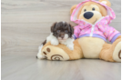 Happy Pudle Purebred Puppy