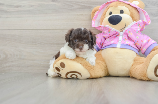 Happy Pudle Purebred Puppy