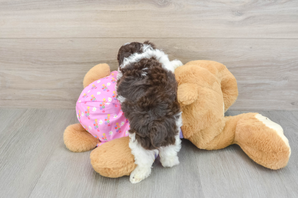 Akc Registered Poodle Purebred Pup