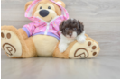 Playful Poodle Purebred Pup
