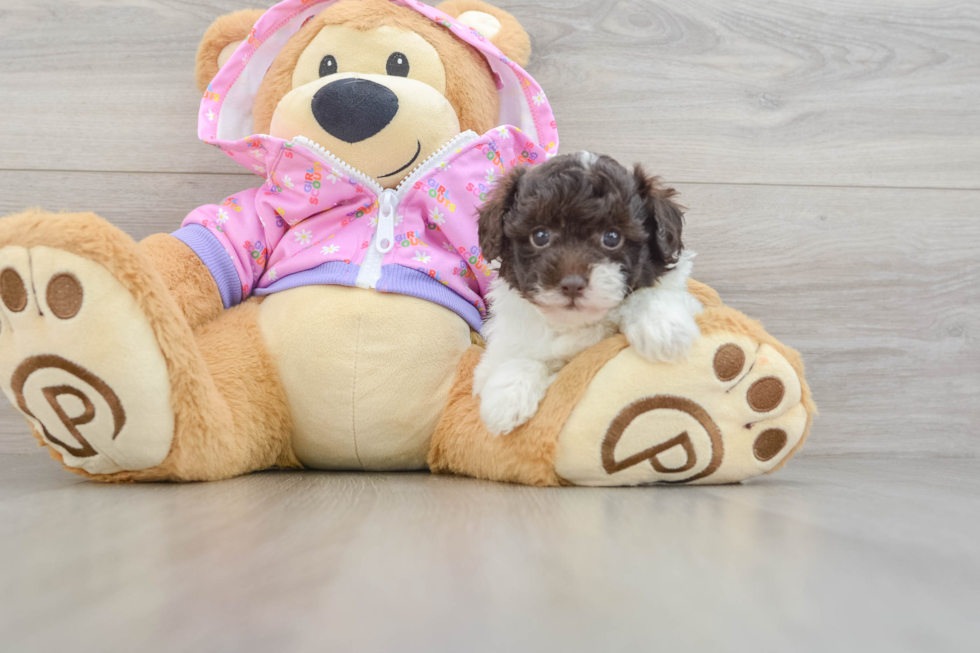 Playful Poodle Purebred Pup