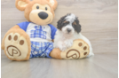 Poodle Puppy for Adoption