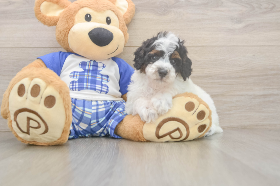 6 week old Poodle Puppy For Sale - Florida Fur Babies