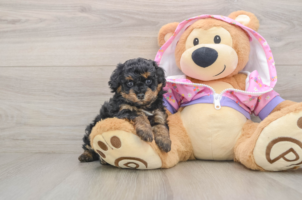 5 week old Poodle Puppy For Sale - Florida Fur Babies