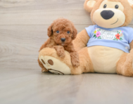 7 week old Poodle Puppy For Sale - Florida Fur Babies