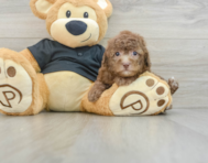 8 week old Poodle Puppy For Sale - Florida Fur Babies