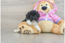 Poodle Pup Being Cute