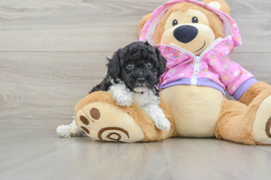 Poodle Pup Being Cute