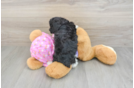 Poodle Pup Being Cute