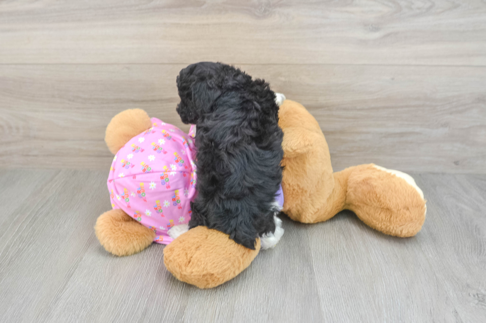 Poodle Pup Being Cute