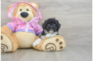 Small Poodle Baby