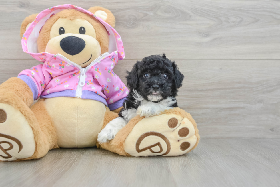Small Poodle Baby