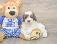 7 week old Poodle Puppy For Sale - Florida Fur Babies