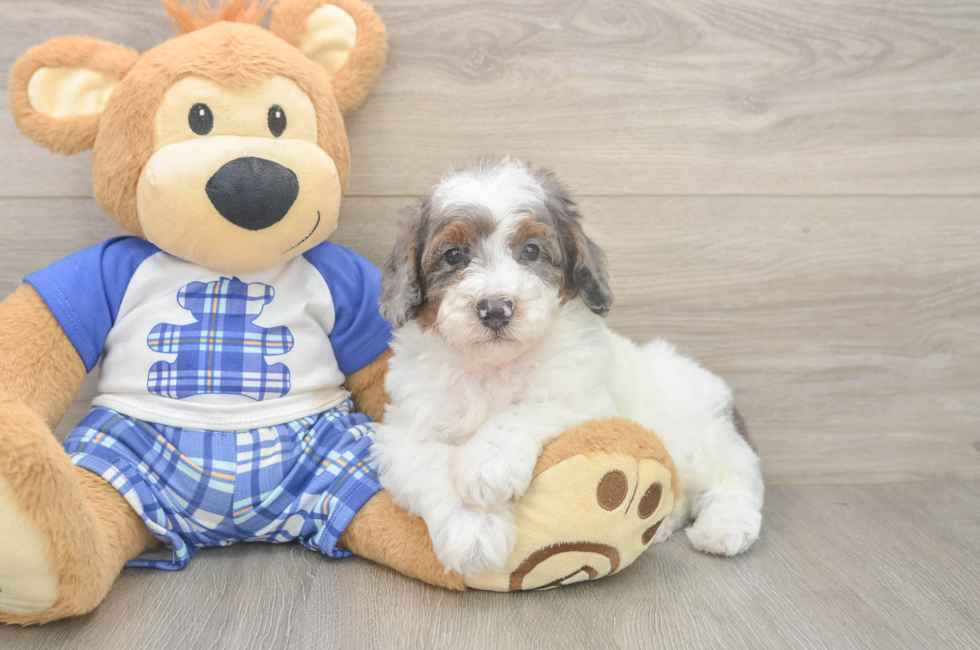6 week old Poodle Puppy For Sale - Florida Fur Babies