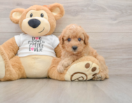 7 week old Poodle Puppy For Sale - Florida Fur Babies