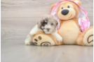 Friendly Poodle Baby