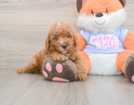 5 week old Poodle Puppy For Sale - Florida Fur Babies