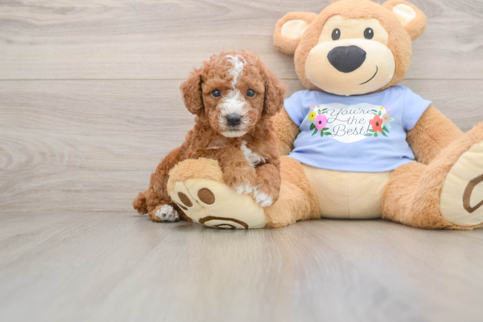 Poodle Pup Being Cute