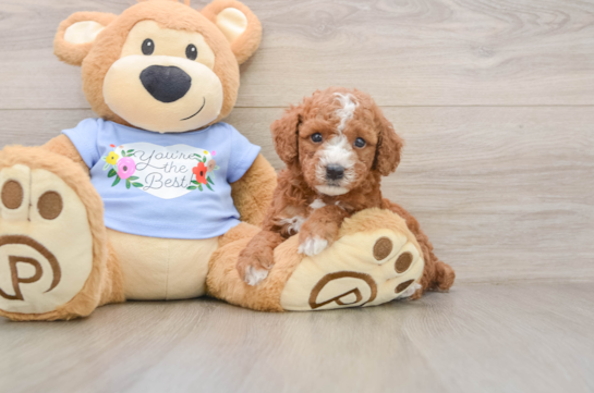 Hypoallergenic Poodle Purebred Pup