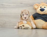 8 week old Poodle Puppy For Sale - Florida Fur Babies