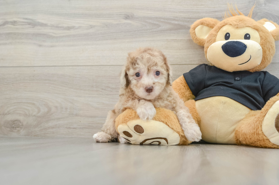 7 week old Poodle Puppy For Sale - Florida Fur Babies