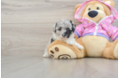 Little Poodle Purebred Pup