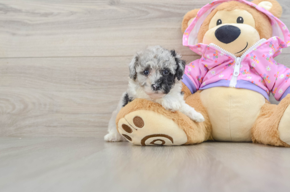 5 week old Poodle Puppy For Sale - Florida Fur Babies