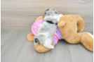 Petite Caniche Purebred Puppy