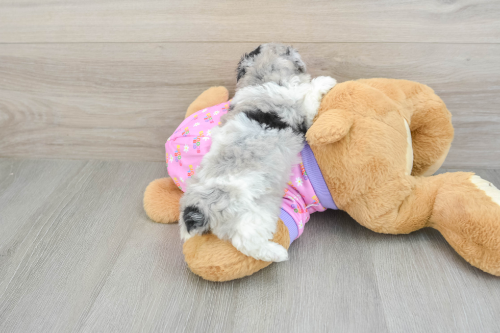 Petite Caniche Purebred Puppy