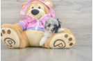 Best Poodle Baby