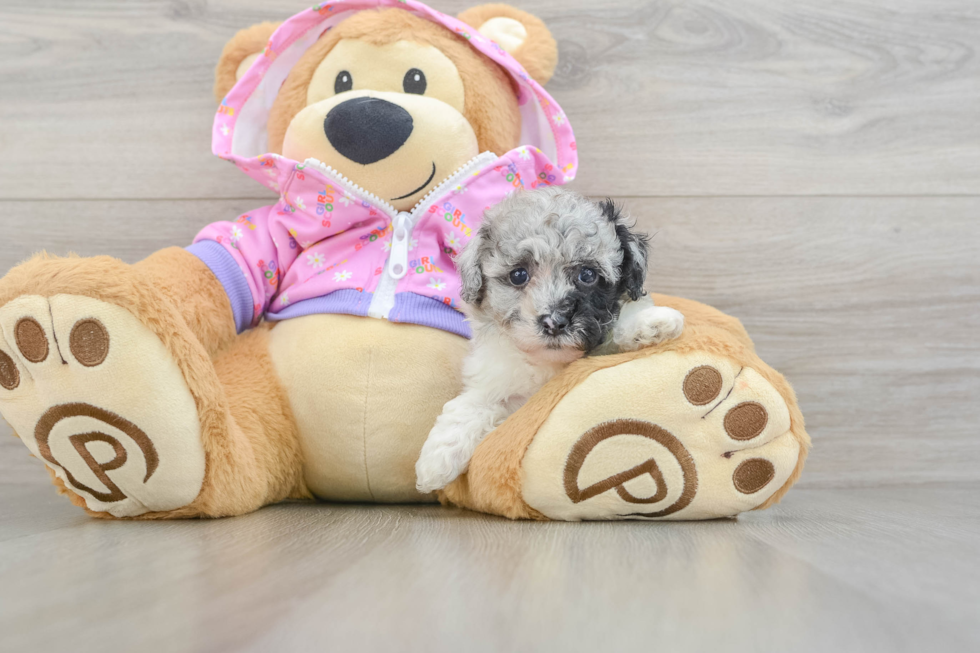 Best Poodle Baby