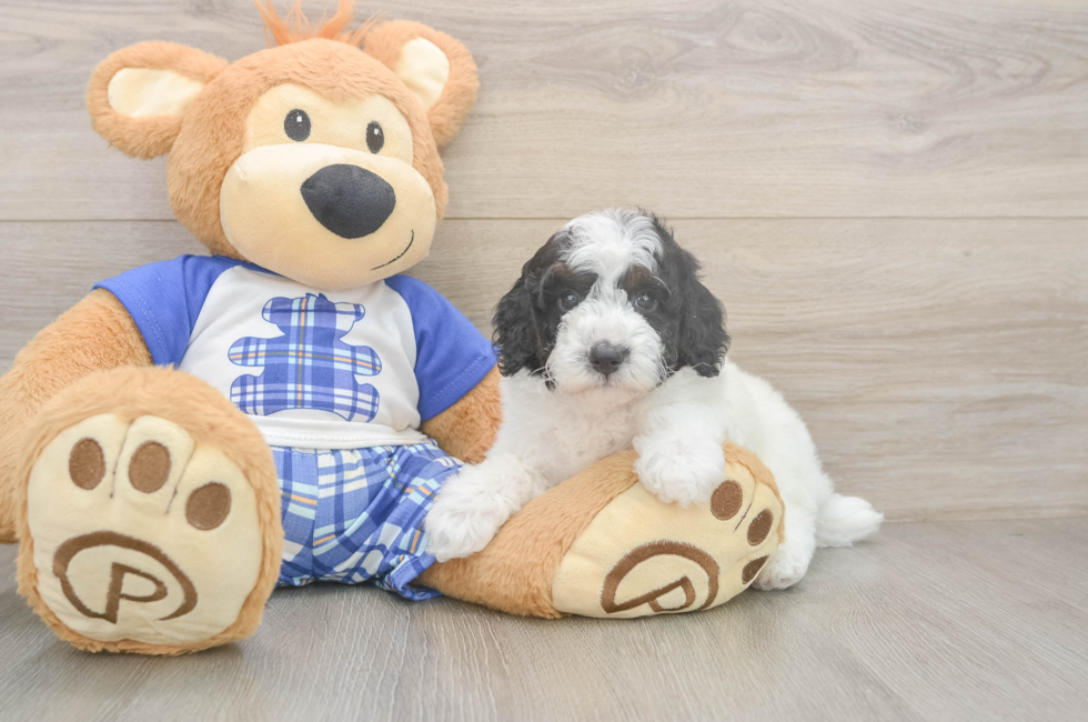 6 week old Poodle Puppy For Sale - Florida Fur Babies