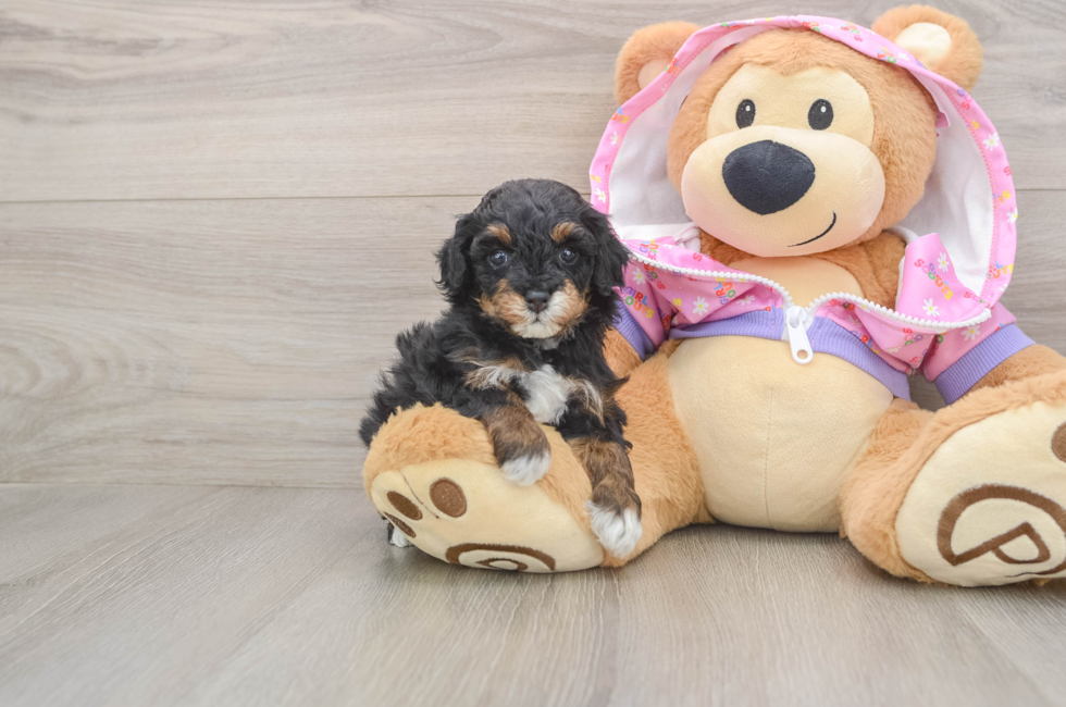 5 week old Poodle Puppy For Sale - Florida Fur Babies