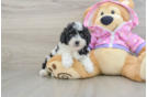 Friendly Poodle Purebred Pup