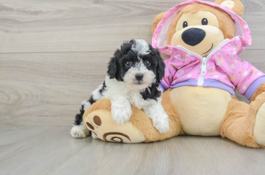 Friendly Poodle Purebred Pup