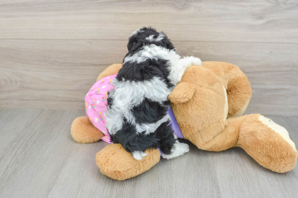 Poodle Pup Being Cute
