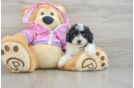 Fluffy Pudel Purebred Puppy