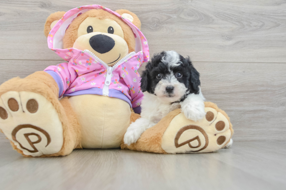 Fluffy Pudel Purebred Puppy