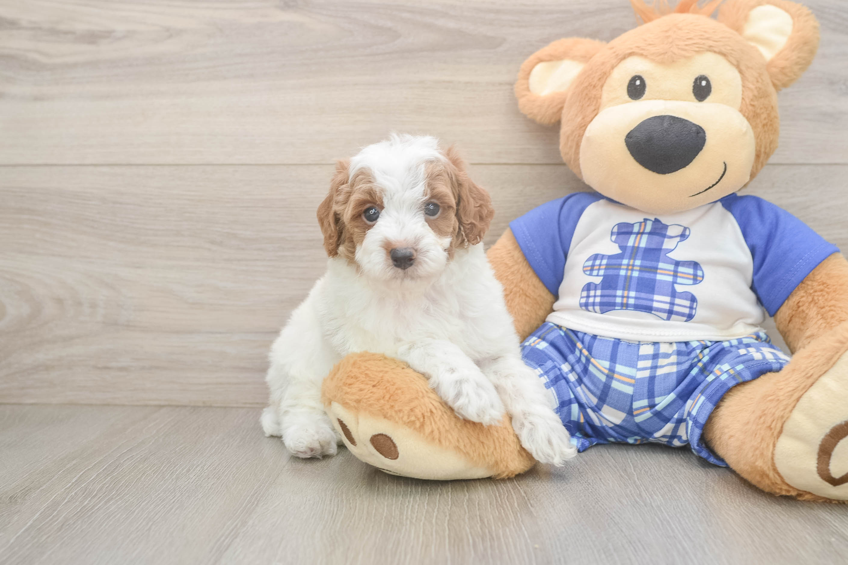 Poodle Puppy for Adoption